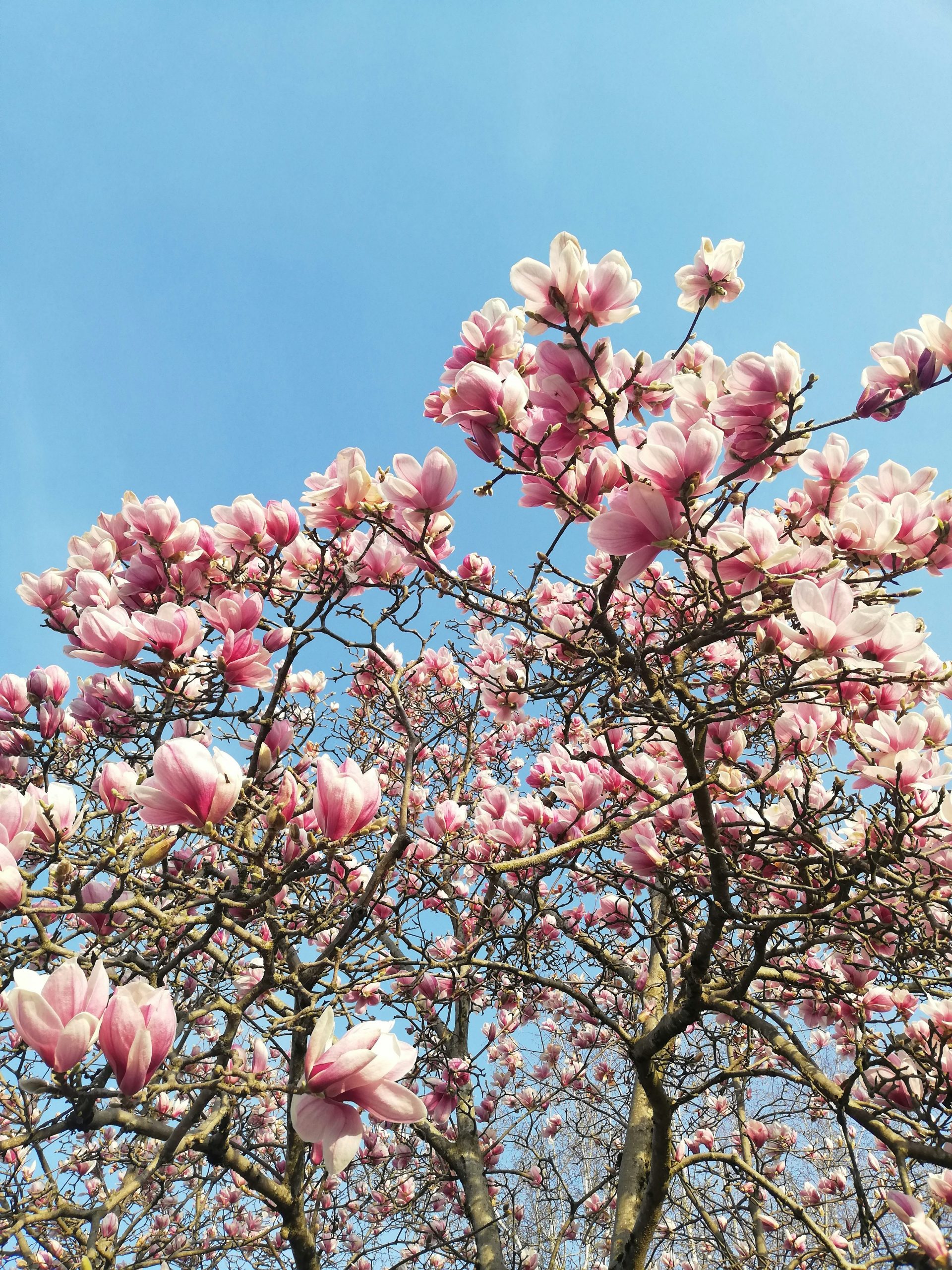 megan-pautasso-jy48Zc-5V0Q-unsplash